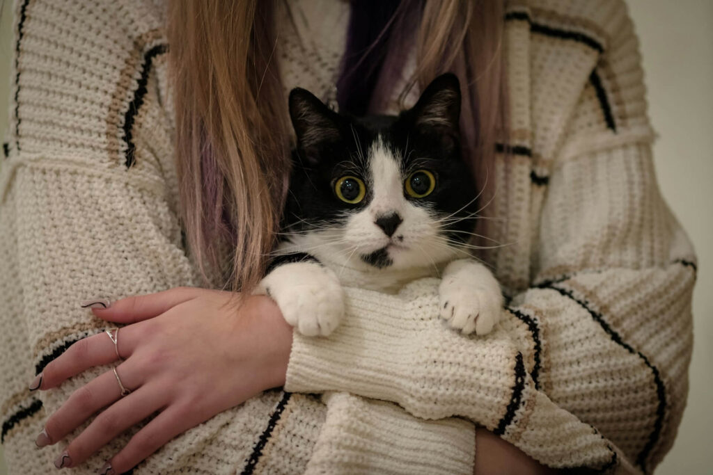 2025 Cat Parenting Trends: Essential Tips for Cat Owners
