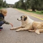 2025 Dog Parenting Trends: Essential Tips for Dog Owners