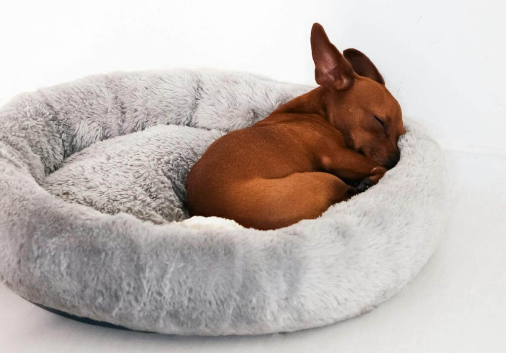 dog bed