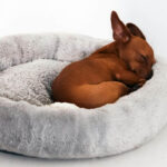 dog bed