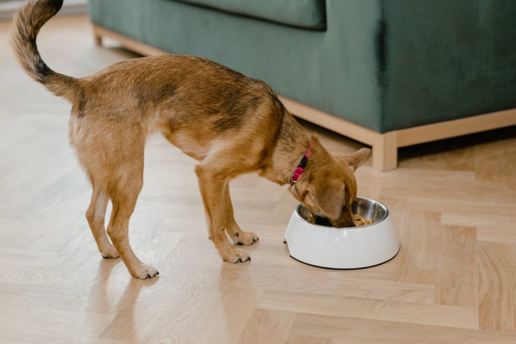 Dog Nutrition dog food