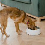 Dog Nutrition dog food