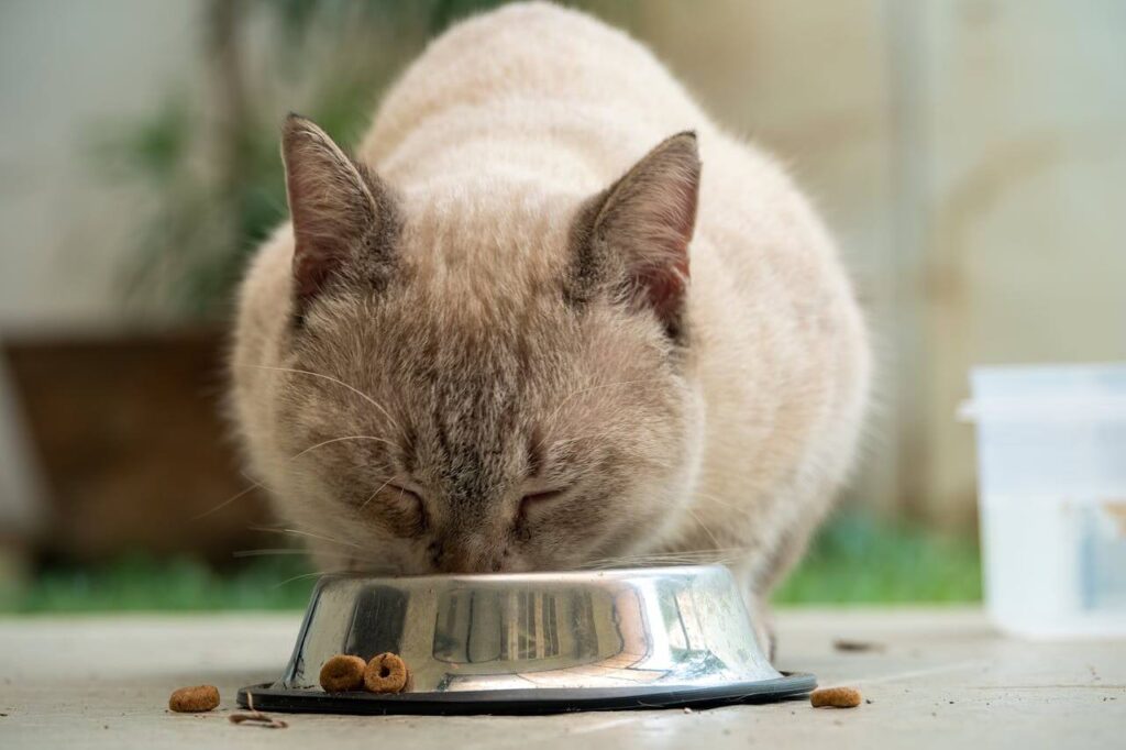 cat nutrition cat food