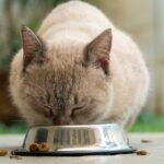 cat nutrition cat food