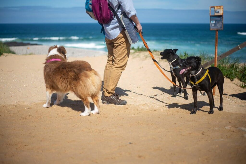 Vacation with or Without Pets