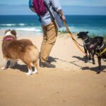 Vacation with or Without Pets