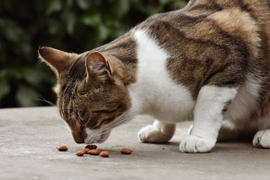 your cat diet