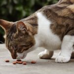 your cat diet