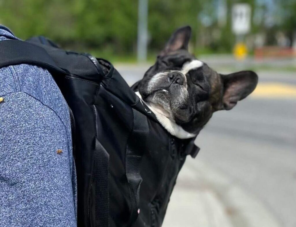 Dog Travel Pet Carrier