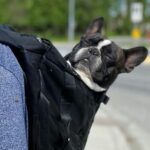 Dog Travel Pet Carrier