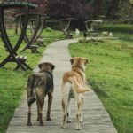 dog backyard bed