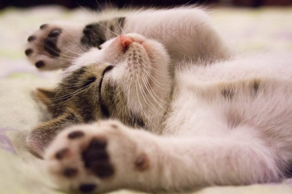 healthy cat diet