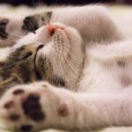 healthy cat diet